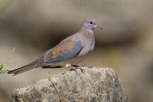 Laughing Dove