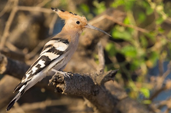 Hoopoe