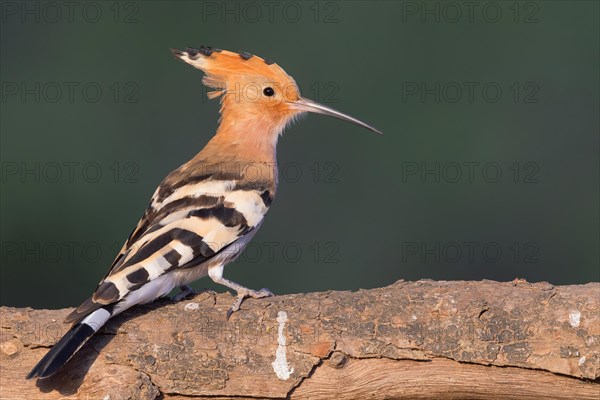 Hoopoe