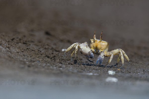 Ghost Crab