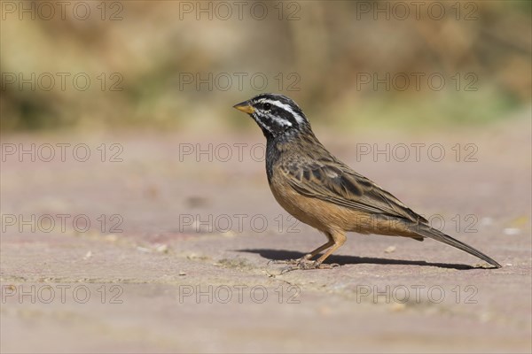 Cinnamon-breasted Bunting