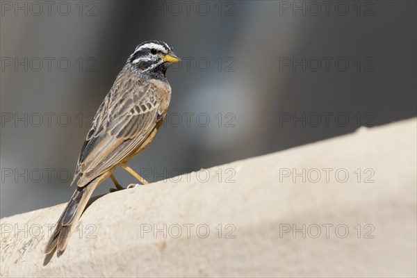 Cinnamon-breasted Bunting