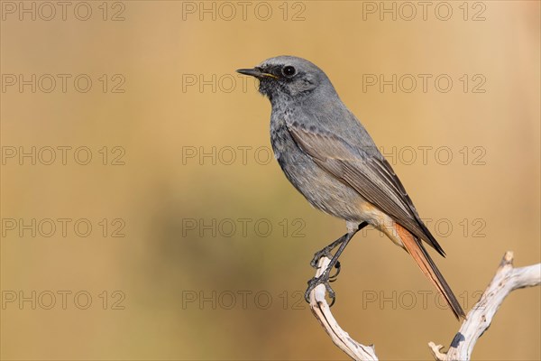 Black Redstart