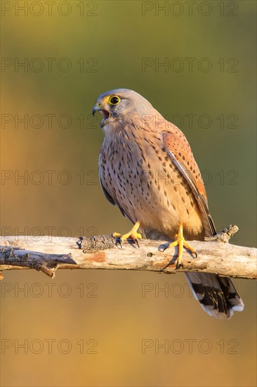 Common Kestrel