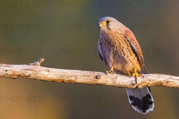 Common Kestrel