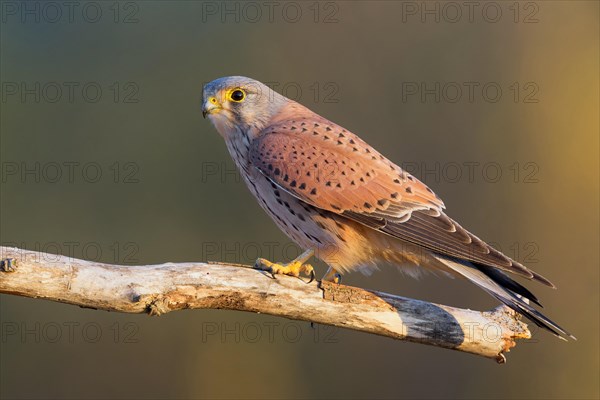 Common Kestrel