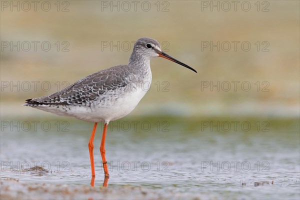 Spotted Redshank