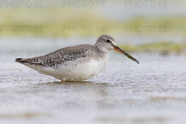 Spotted Redshank