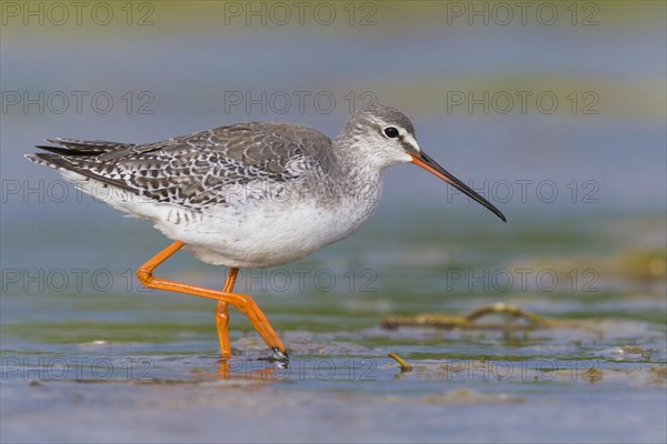 Spotted Redshank