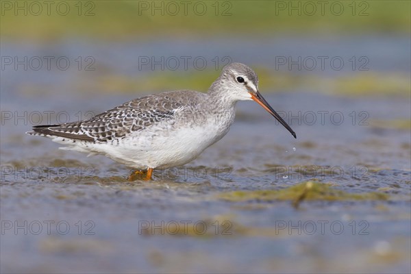 Spotted Redshank