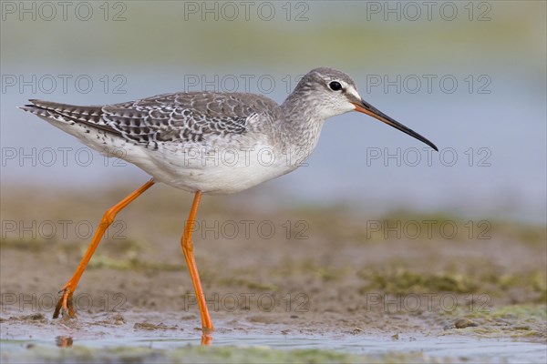 Spotted Redshank