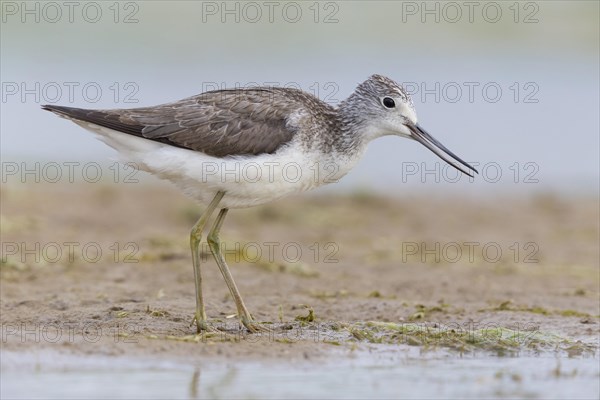 Greenshank