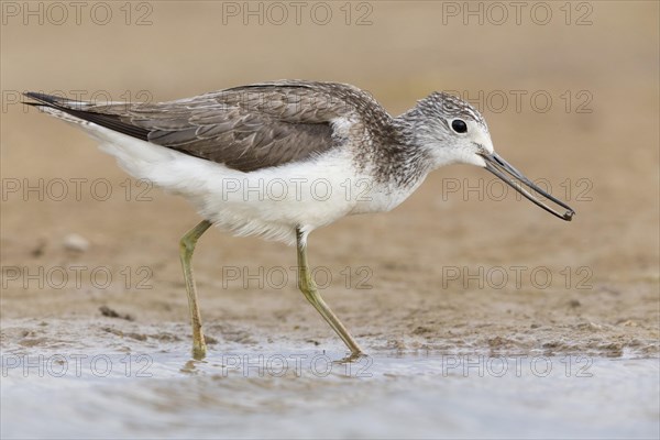 Greenshank