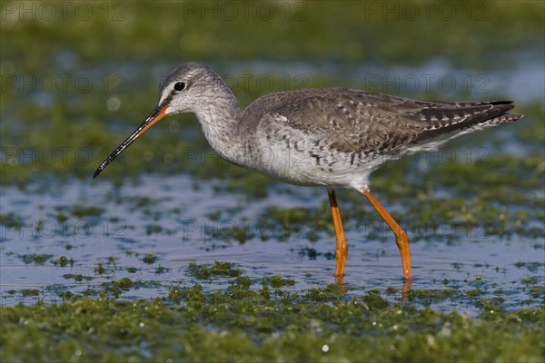 Spotted Redshank