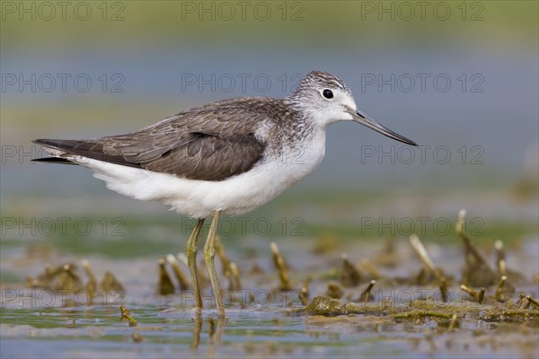 Greenshank