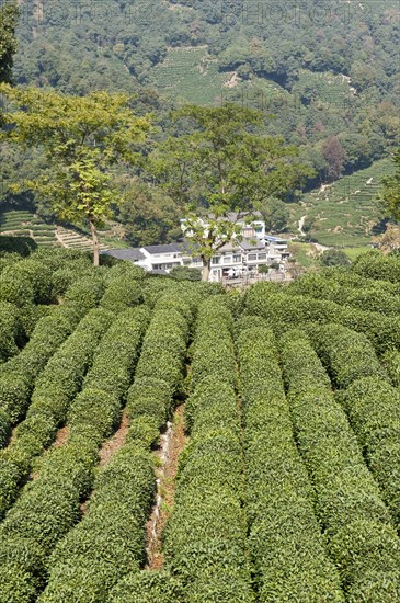 Tea plants