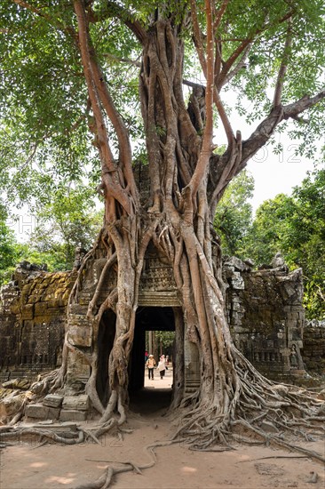 Roots of a Strangler Fig