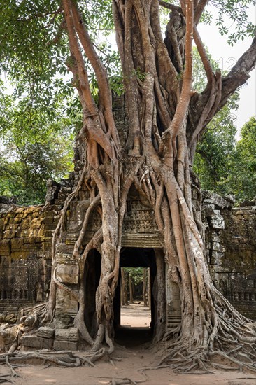 Roots of a Strangler Fig