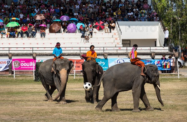 Elephants playing football