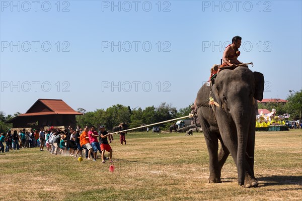 Tug of war with elephant and tourists at the Elephant Festival