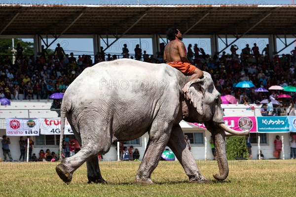 White elephant at the Elephant Festival