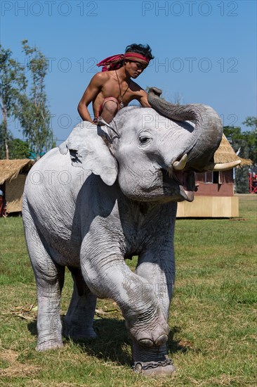 White elephant at the Elephant Festival