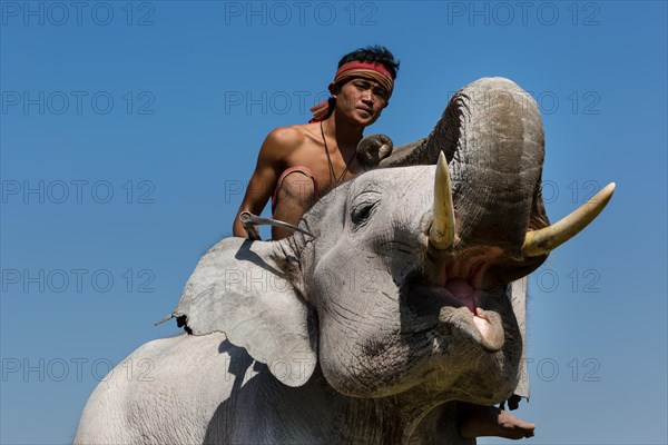 White elephant at the Elephant Festival