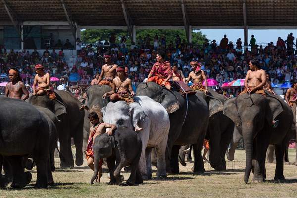 White elephant at the Elephant Festival