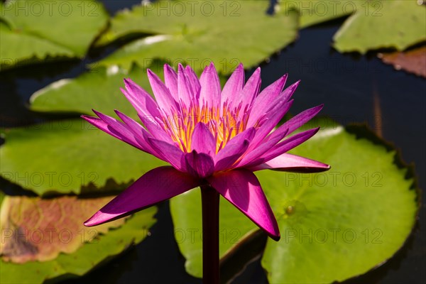 Lotus flower