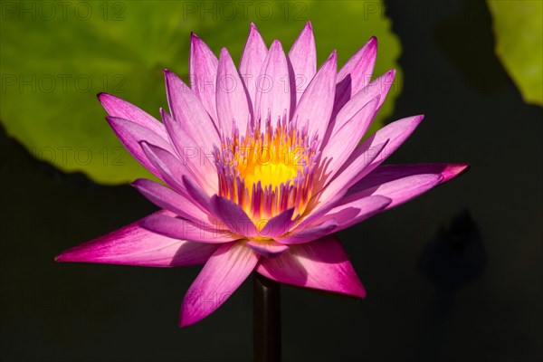 Lotus flower