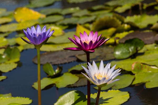 Lotus flowers