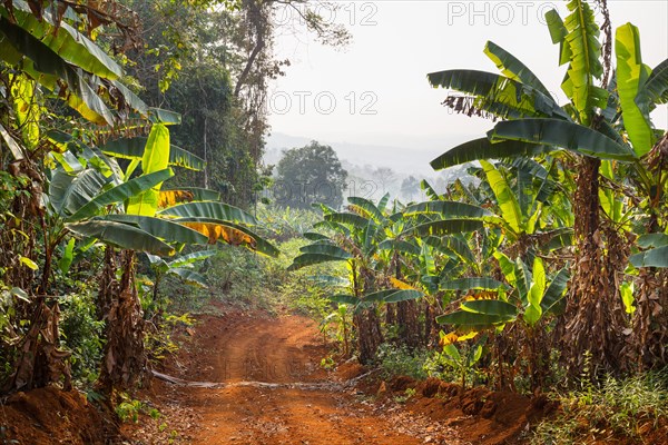 Road through bananas