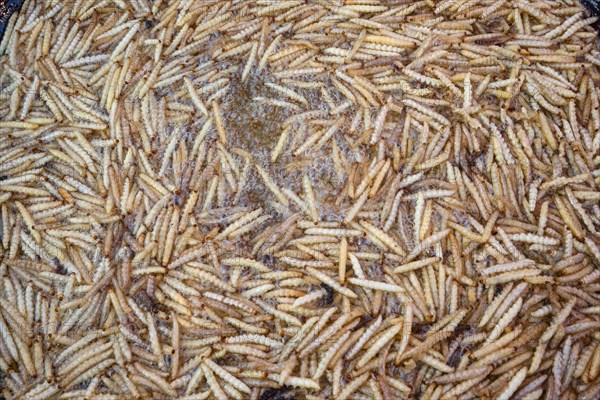 Fried bamboo worms on a market