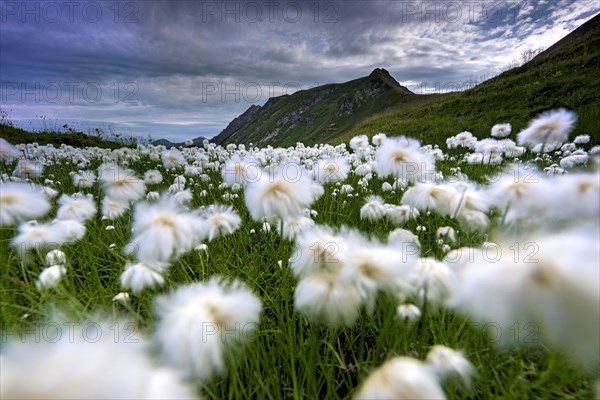 Scheuchzer's cottongrass