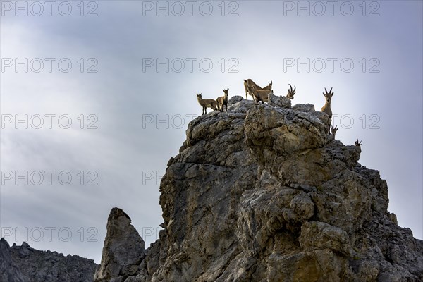 Alpine ibex