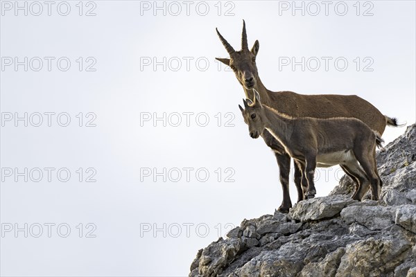 Alpine ibex