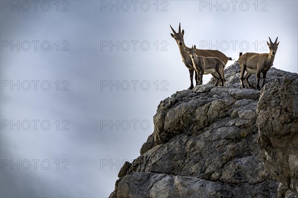 Alpine ibex