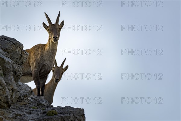 Alpine ibex