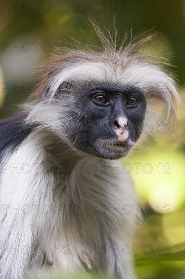 Zanzibar red colobus