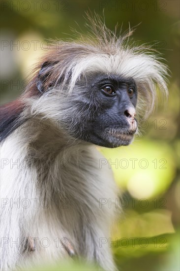 Zanzibar red colobus