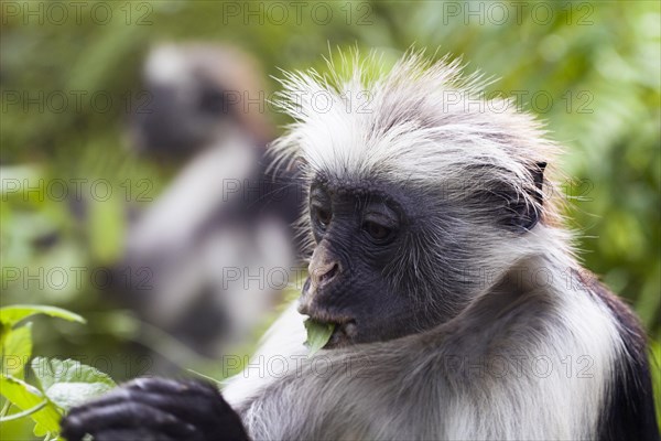 Zanzibar red colobus