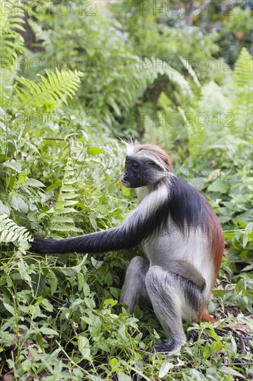 Zanzibar red colobus