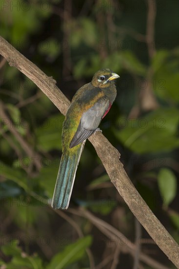 Narina trogon