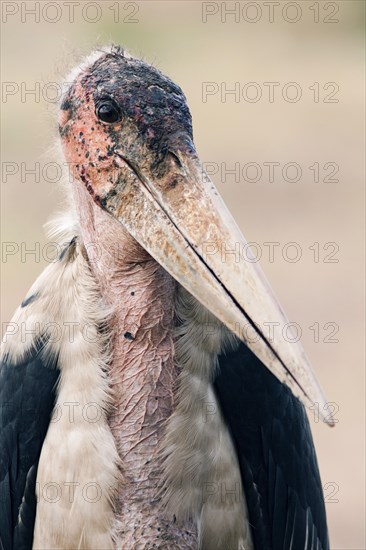 Marabou stork