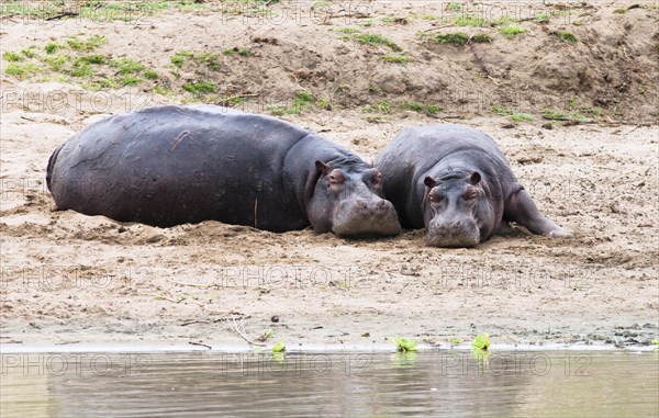 Hippopotamus