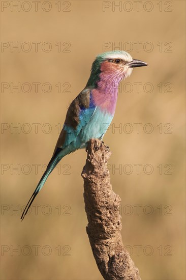 Lilac-breasted roller