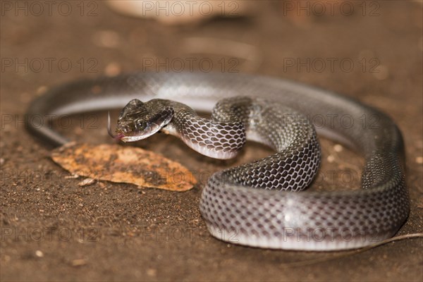 White-lipped herald snake