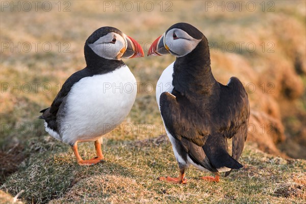 Atlantic puffins