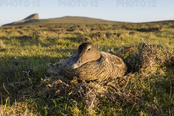 Eider Duck