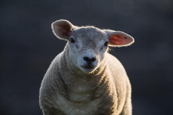 Lamb